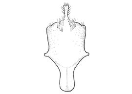  Fig 13,  Anthidium manicatum  male, diagram showing ventral view of eighth sternum (S8), diagram from Gonzalez and Griswold 2013 
